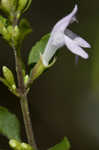 Georgia calamint